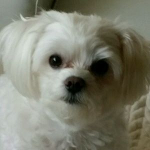 Meet your Posher, Heon